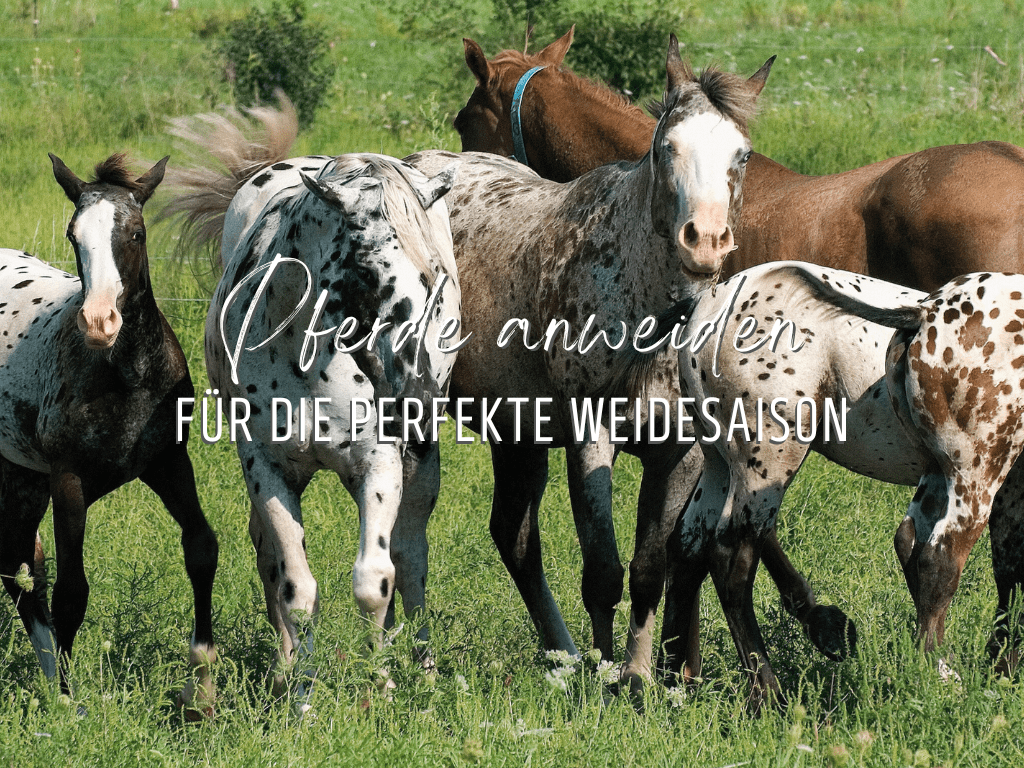 Pferde anweiden - für die perfekte Weidesaison, Gras