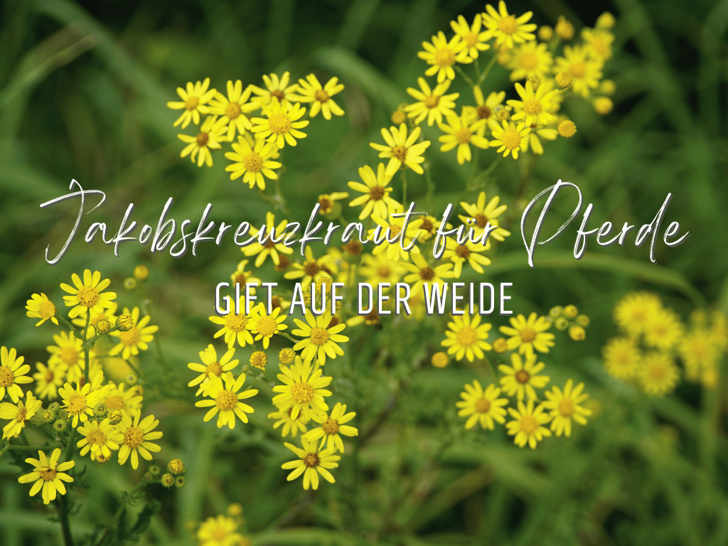 Jakobskreuzkraut für Pferde - Gift für Pferde, gelbe Blume