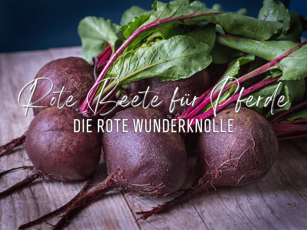 Rote Beete für Pferde