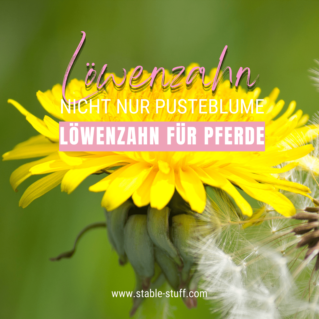 Löwenzahn für Pferde, Löwenzahnblüte