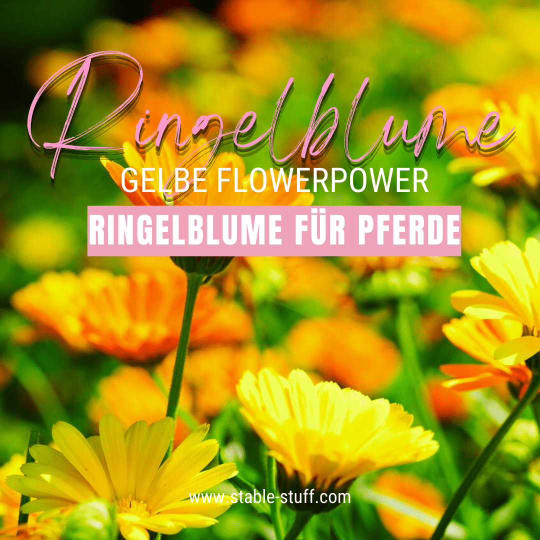 Ringelblume für Pferde - gelbe Blümchen viel Flower Power