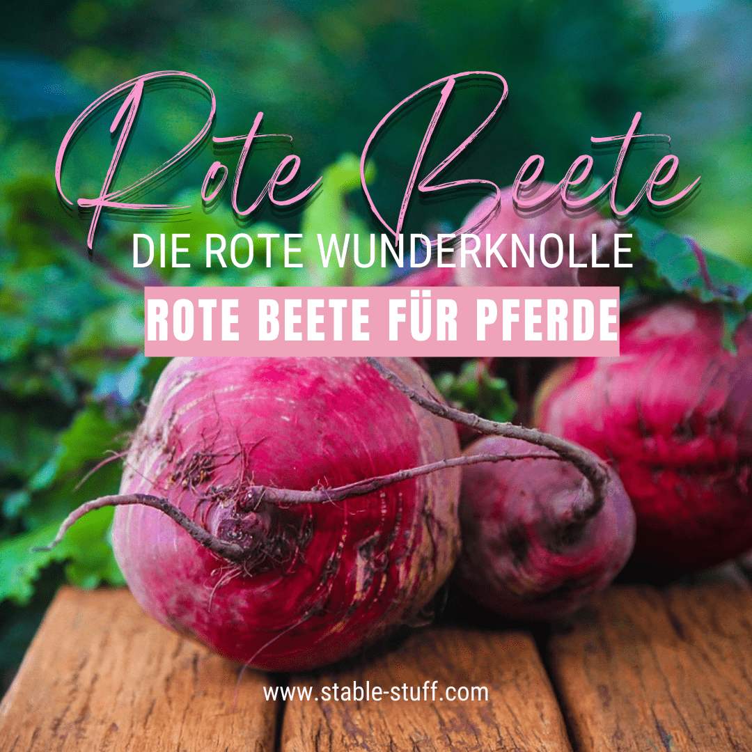 Rote Beete für Pferde - die rote Wunderknolle auf einem Tisch