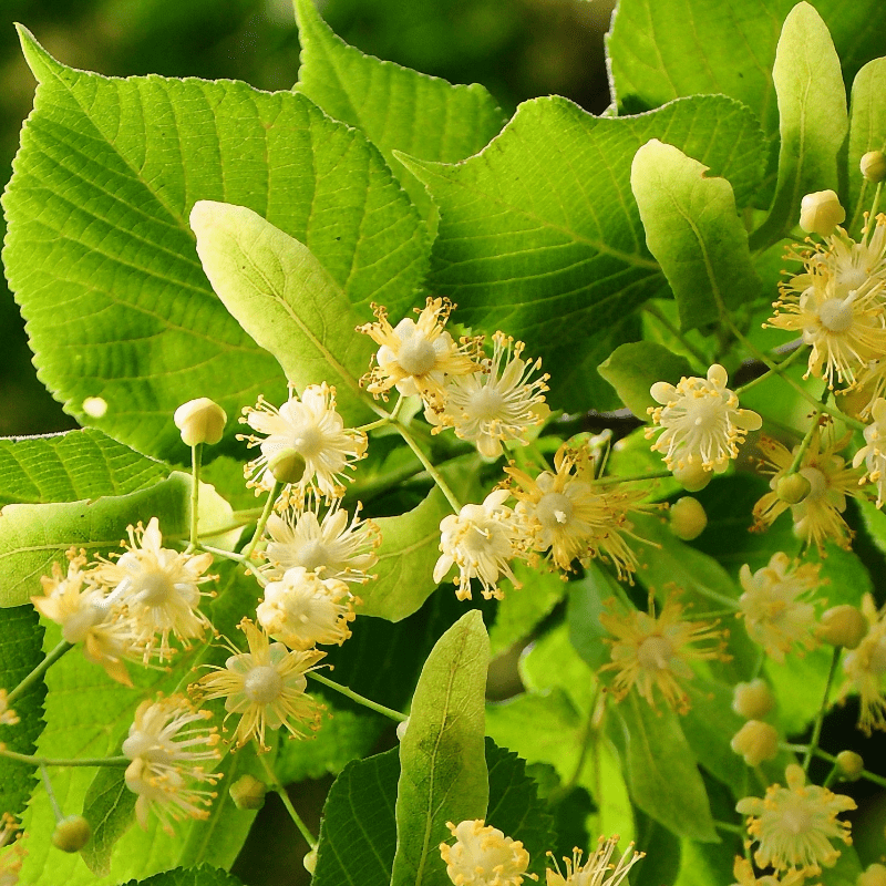 Lindenblüten-Propolis Creme