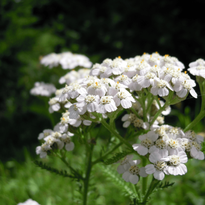 Schafgarben Creme