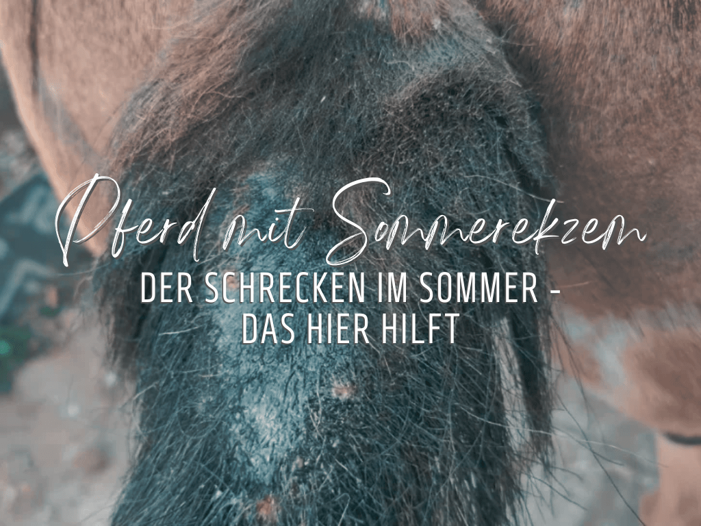 Sommerekzem beim Pferd was hilft? - kahle Schweifrübe