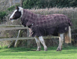 Übergangsdecken für den Herbst - Pferd mit Decke