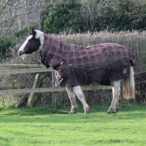 Übergangsdecken für den Herbst - Pferd mit Decke