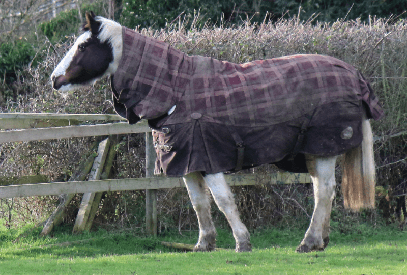 Übergangsdecken für den Herbst - Pferd mit Decke