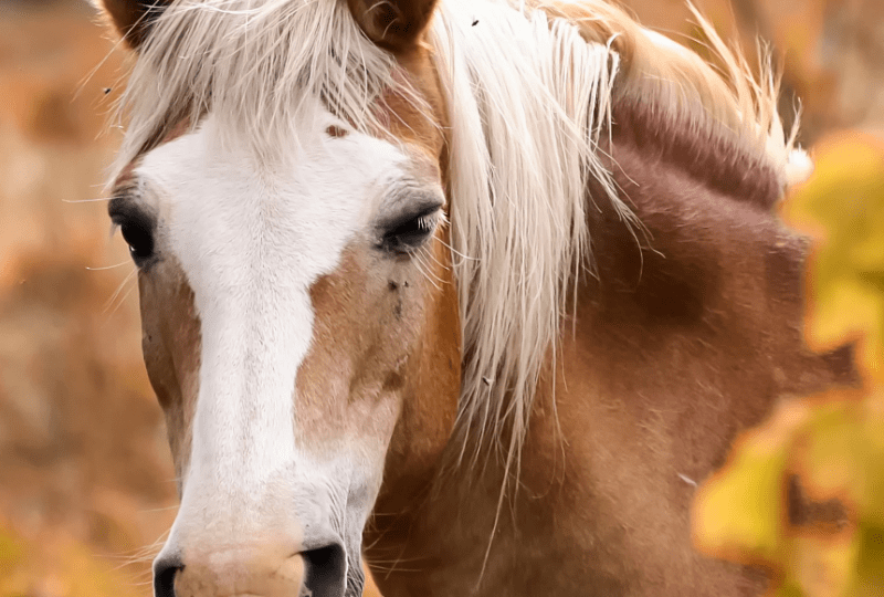 Übergangspflege für den Herbst - Bereite dein Pferd auf kühlere Temperaturen vor - Pferd im Herbst