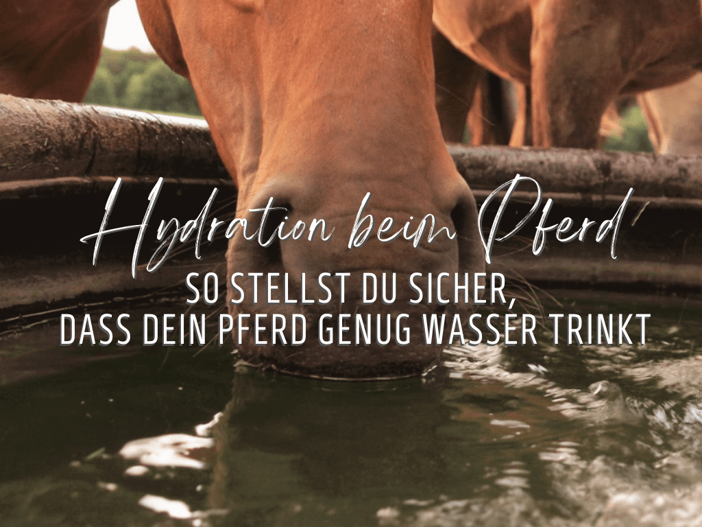 Hydration beim Pferd, Pferd trinkt Wasser