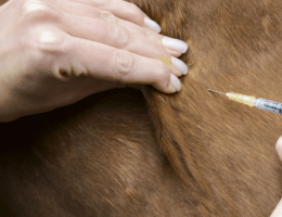 Welche Impfung und Wurmkur im Sommer? Pferd bekommt eine Spritze vom Tierarzt