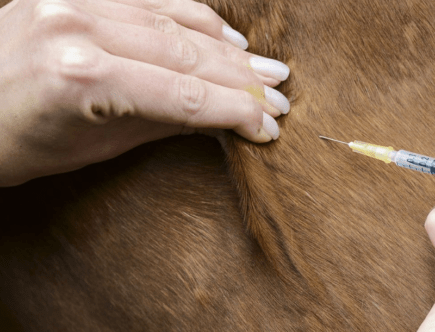 Welche Impfung und Wurmkur im Sommer? Pferd bekommt eine Spritze vom Tierarzt