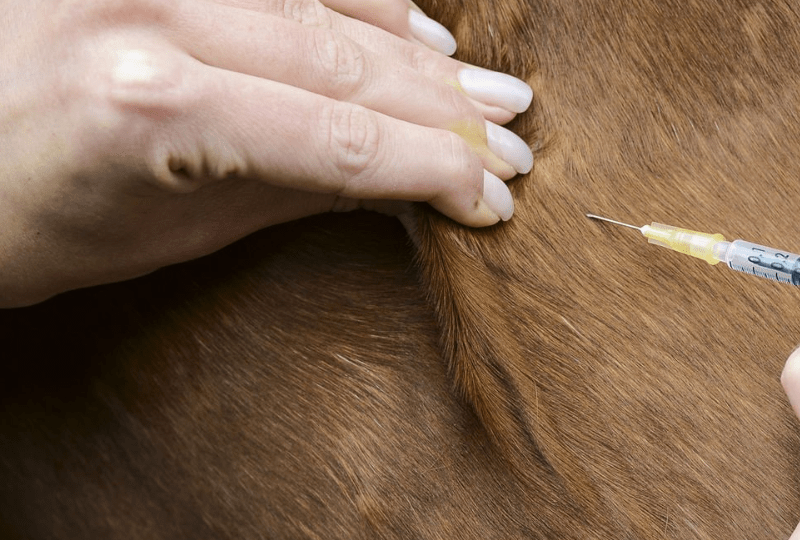 Welche Impfung und Wurmkur im Sommer? Pferd bekommt eine Spritze vom Tierarzt