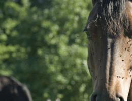 Pferd mit sehr vielen Fliegen im Gesicht