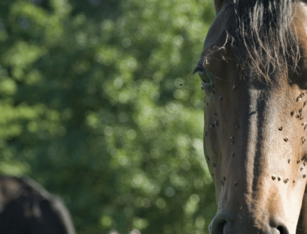 Pferd mit sehr vielen Fliegen im Gesicht