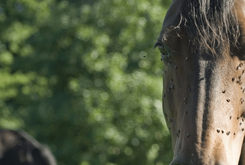 Pferd mit sehr vielen Fliegen im Gesicht