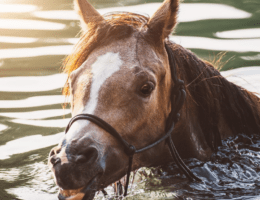 Abkühlung für Pferde im Sommer, Pferd schwimmt