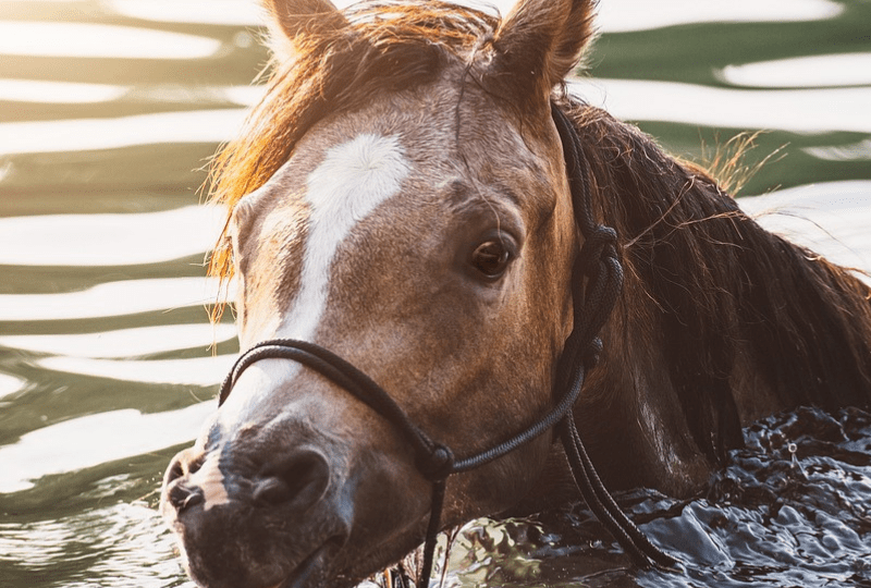 Abkühlung für Pferde im Sommer, Pferd schwimmt