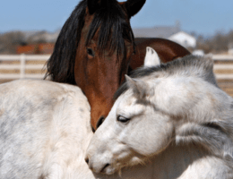 Hitzeschlag Pferd - zwei Pferde kuscheln