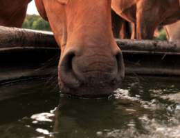 Hydration beim Pferd, Pferd trinkt Wasser