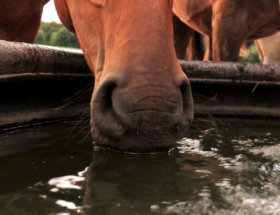 Hydration beim Pferd, Pferd trinkt Wasser