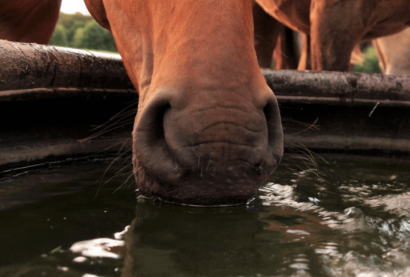 Hydration beim Pferd, Pferd trinkt Wasser