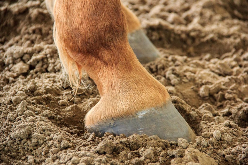 Hufe im Sand, Sommerliche Hufpflege