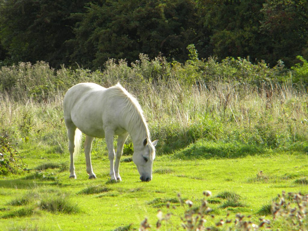 Ernährung im Sommer, Pferd frisst Gras auf der Weide