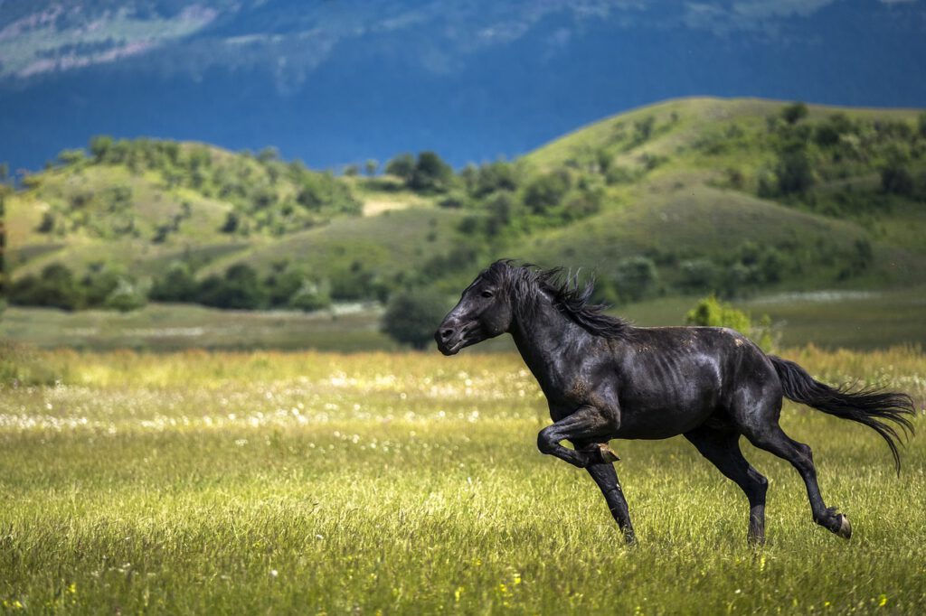 Geschwiztes Pferd rennt im Sommer über die Wiese