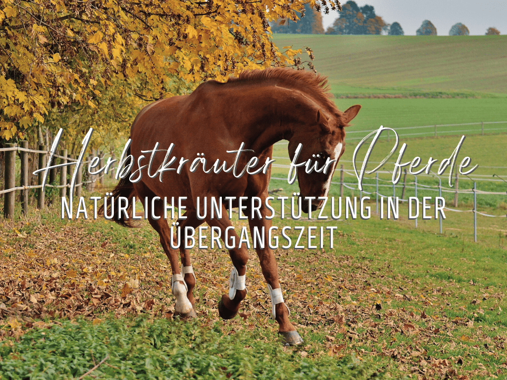 Herbstkräuter für Pferde - Pferd springt über die Herbstwiese