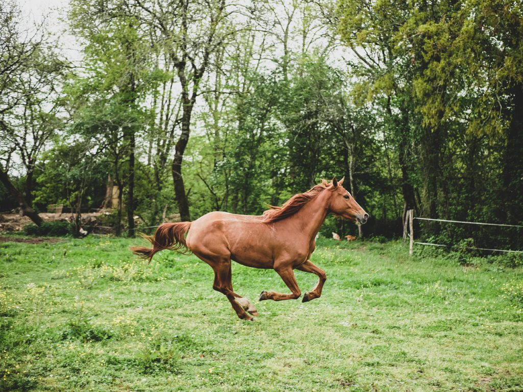 Pferd rennt über Koppel, Ängste überwinden - Bachblüten für Pferde