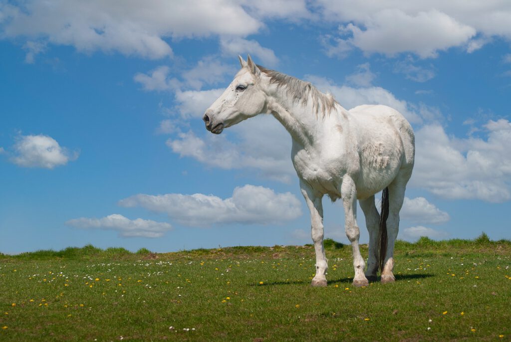 Mutiges weißes Pferd auf einer Weide, Bachblüten für Pferde