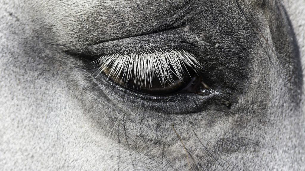 trauriges Auge von einem Pferd, Pferd Schock verarbeiten, Bachblüten für Pferde