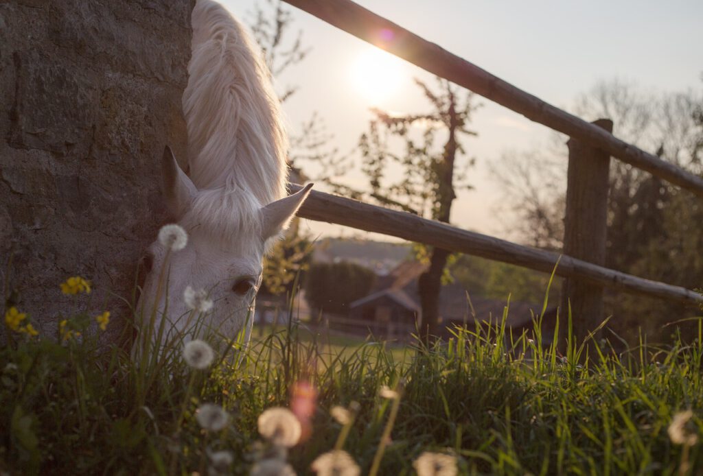 Ein weisses Pferd frisst durch den Holzzaun, Nährstoffe für Pferde